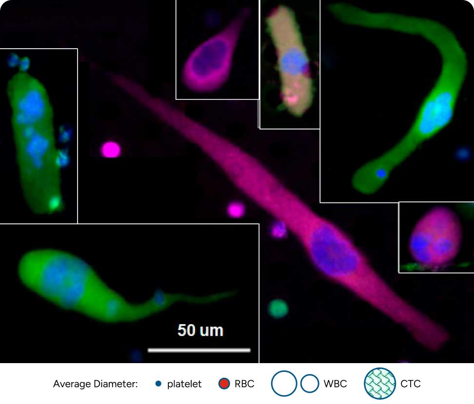 Fluorescence microscopy showing CAMLs varied shapes and sizes relative to platelets, RBCs, WBCs, and CTCs.