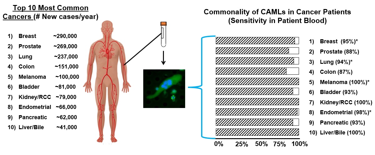 Infographic comparing the 10 most common cancers in the U.S. with detection rates of CAMLs in patient blood